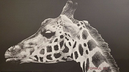 G2012 MUSO DI GIRAFFA
