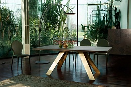 Celtis 8084
